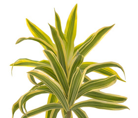 dracaena reflexa variegata Plant isolated on transparent background. Variegated Song of India isolated on transparent background. Close up Song of India Plant PNG leaves. decorative house plant PNG.