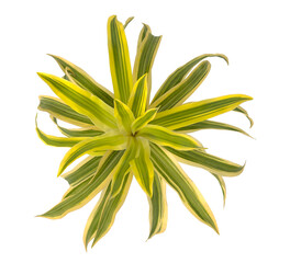 dracaena reflexa variegata Plant isolated on transparent background. Variegated Song of India isolated on transparent background. Close up Song of India Plant PNG leaves. decorative house plant PNG.