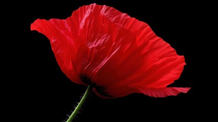 Vibrant red poppy close-up