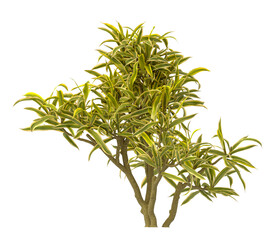 dracaena reflexa variegata Plant isolated on transparent background. Variegated Song of India isolated on transparent background. Close up Song of India Plant PNG leaves. decorative house plant PNG.