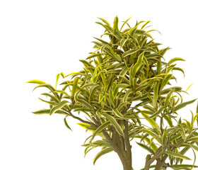 dracaena reflexa variegata Plant isolated on transparent background. Variegated Song of India isolated on transparent background. Close up Song of India Plant PNG leaves. decorative house plant PNG.