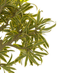 dracaena reflexa variegata Plant isolated on transparent background. Variegated Song of India isolated on transparent background. Close up Song of India Plant PNG leaves. decorative house plant PNG.