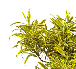 dracaena reflexa variegata Plant isolated on transparent background. Variegated Song of India isolated on transparent background. Close up Song of India Plant PNG leaves. decorative house plant PNG.