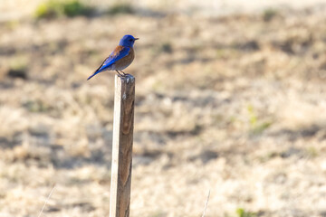 A wild western bluebird perched in a park in Colorado.