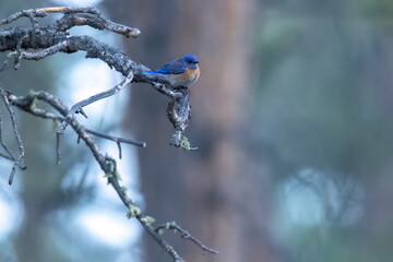 A wild western bluebird perched in a park in Colorado.