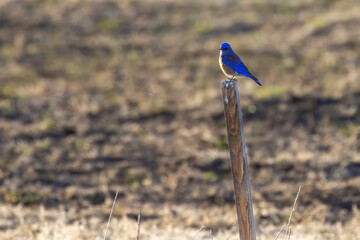 A wild western bluebird perched in a park in Colorado.