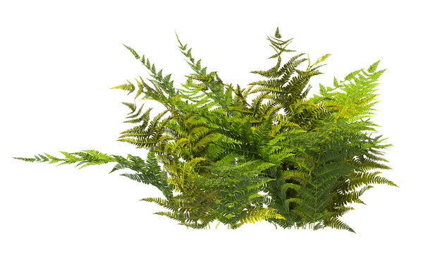 Autumn fern Plant isolated on transparent background. Dryopteris Erythrosora plant isolated on transparent background. Japanese shield fern Plant on transparent background. Autumn fern PNG.