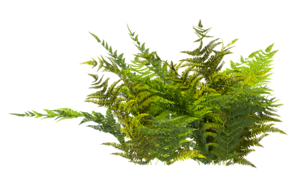 Autumn fern Plant isolated on transparent background. Dryopteris Erythrosora plant isolated on transparent background. Japanese shield fern Plant on transparent background. Autumn fern PNG.