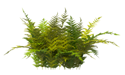 Autumn fern Plant isolated on transparent background. Dryopteris Erythrosora plant isolated on transparent background. Japanese shield fern Plant on transparent background. Autumn fern PNG.