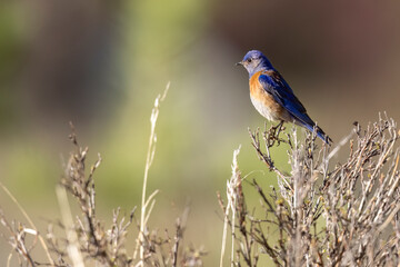 A wild western bluebird perched in a park in Colorado.