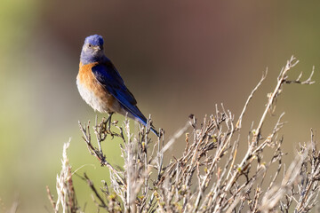A wild western bluebird perched in a park in Colorado.