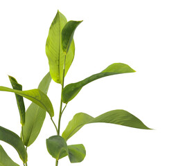 green leaves isolated on white background
