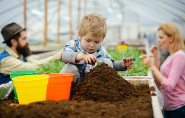 Happy family working together in a greenhouse. Father, mother and son planting vegetables on a...