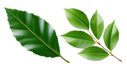 Obraz premium Green leaves isolated on transparent background with natural texture and veins