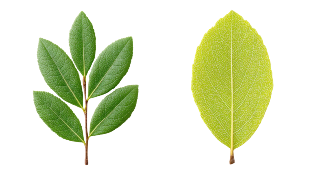 Green leaf branch and yellow leaf isolated transparent background with detailed texture and veins