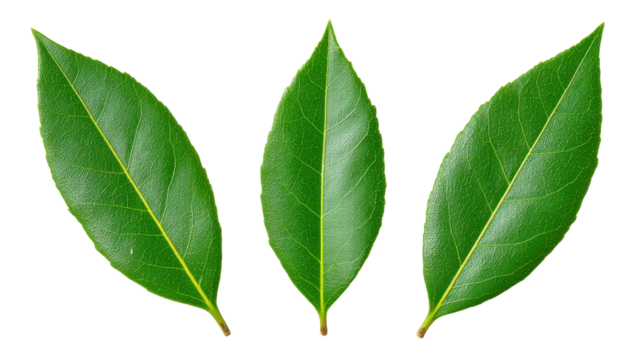 Green leaf isolated on transparent background with natural texture and veins - Powered by Adobe