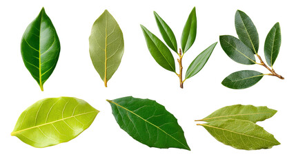 Fototapeta premium Leaves isolated transparent background showing various green shades and textures natural light