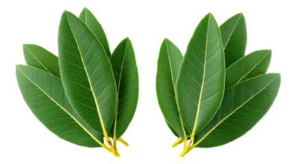 Isolated green leaf cluster transparent background with fresh natural texture and vibrant color