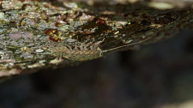 Ligia Exotica (Sea Roach) Resting on the Underside of a Cave.