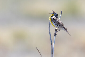 A wild western meadowlark in a park in Colorado