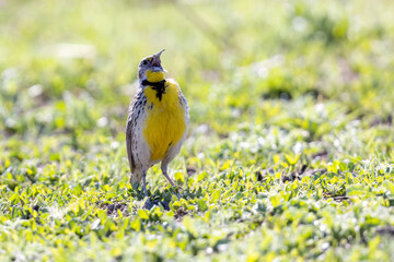 A wild western meadowlark in a park in Colorado