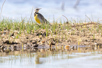 A wild western meadowlark in a park in Colorado