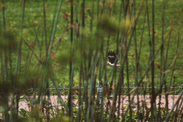 Bird flying behind reeds