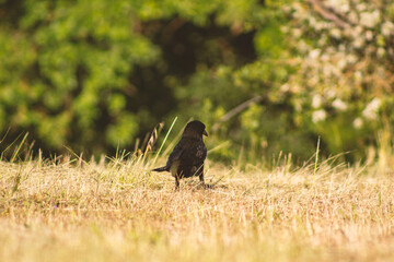 crow walking on grass