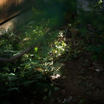 Sunlight Filtering Through Forest Undergrowth