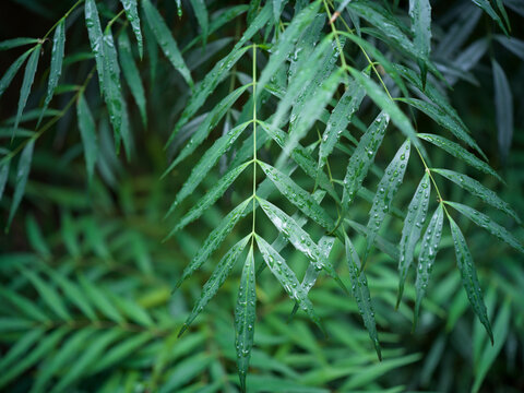 Rain Drops on Bamboo Leaves