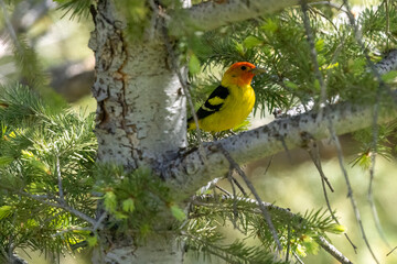 A wild western tanager perched in a tree in a park in Colorado.