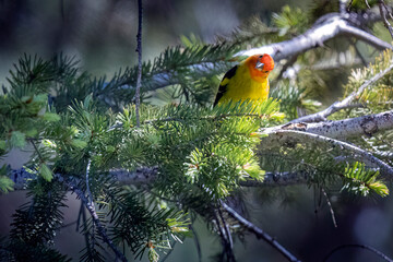 A wild western tanager perched in a tree in a park in Colorado.