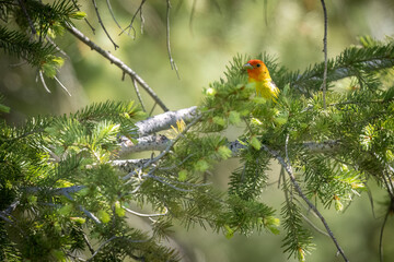 A wild western tanager perched in a tree in a park in Colorado.