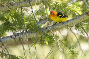 A wild western tanager perched in a tree in a park in Colorado.