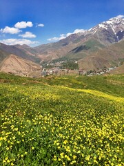 Fototapeta premium mountain landscape with yellow flowers