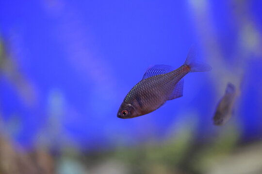 Japanese Rosy bitterling (Rhodeus ocellatus kurumeus) in Japan