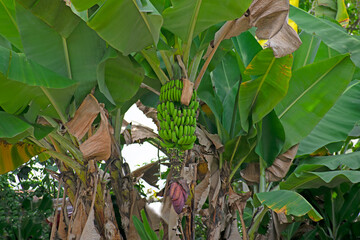 banana tree in the garden