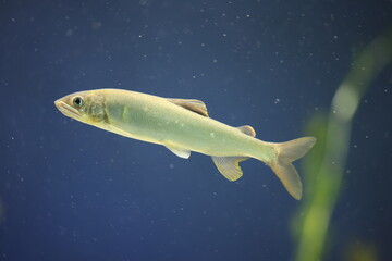 The ayu sweetfish (Plecoglossus altivelis), or sweetfish, is a species of fish. It is the only species in the genus Plecoglossus and family Plecoglossidae.