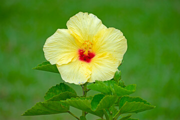 hibiscus