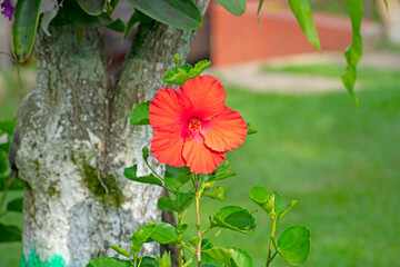 hibiscus