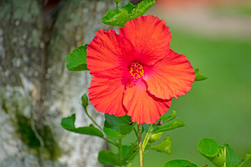 hibiscus