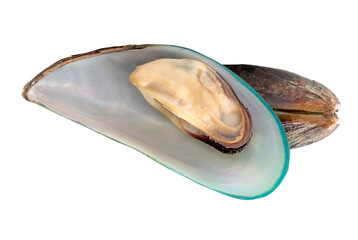 Top view of two cooked or steamed green mussels in stack isolated with clipping path in png file format