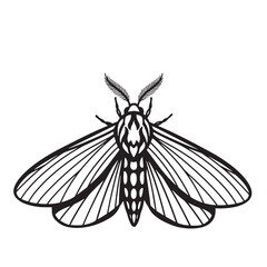 Detailed black and white vector illustration of a moth with intricate wing patterns