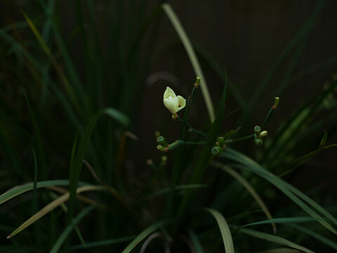 Delicate flower bud in dark green foliage