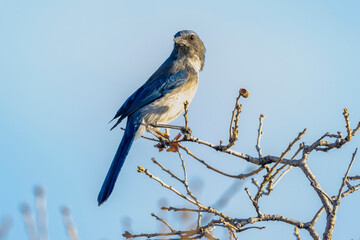 A wild woodhouse's scrub jay perched on a branch in a park in Colorado.