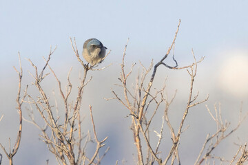 A wild woodhouse's scrub jay perched on a branch in a park in Colorado.