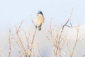 A wild woodhouse's scrub jay perched on a branch in a park in Colorado.