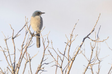 A wild woodhouse's scrub jay perched on a branch in a park in Colorado.