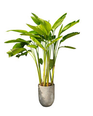 aesthetic tropical plant in a pot for decoration element