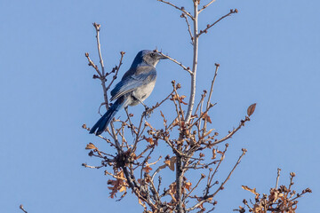 A wild woodhouse's scrub jay perched on a branch in a park in Colorado.